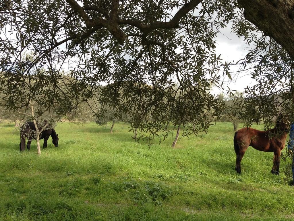 Le Case Di S. Andrea Buccheri Dış mekan fotoğraf